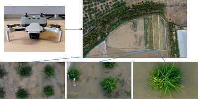 Xoo-YOLO: a detection method for wild rice bacterial blight in the field from the perspective of unmanned aerial vehicles
